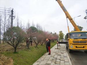  外环线道路景观工程二、三标段进行补植复绿工作