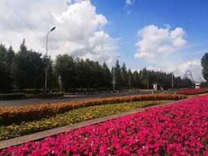 扮靓外环道路，花意盎然迎“双节”